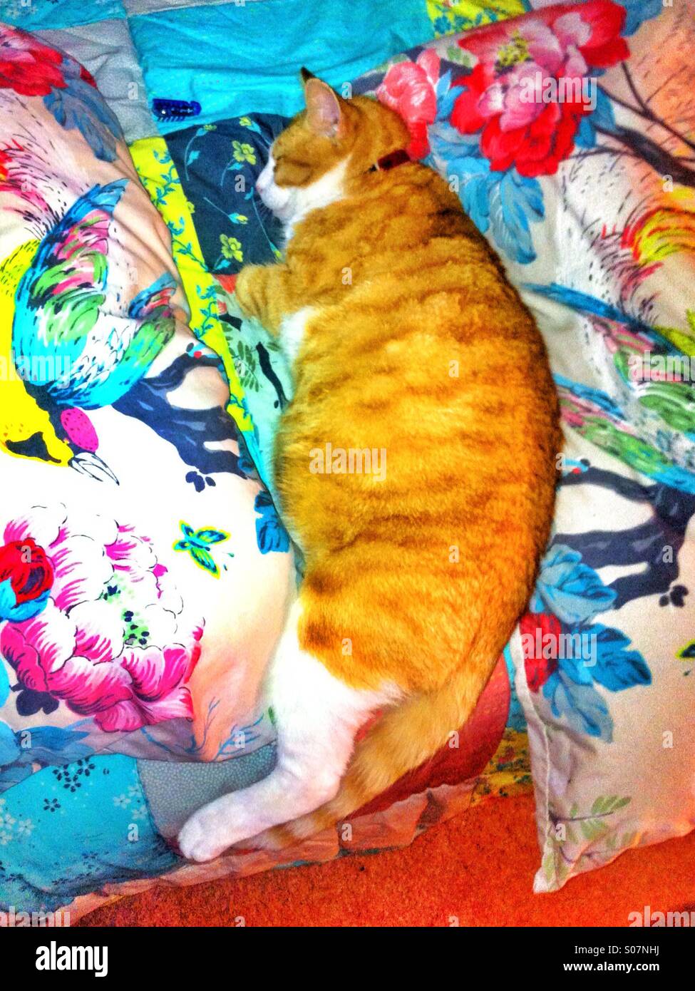 Ginger cat sleeping on the edge of the bed Stock Photo Alamy