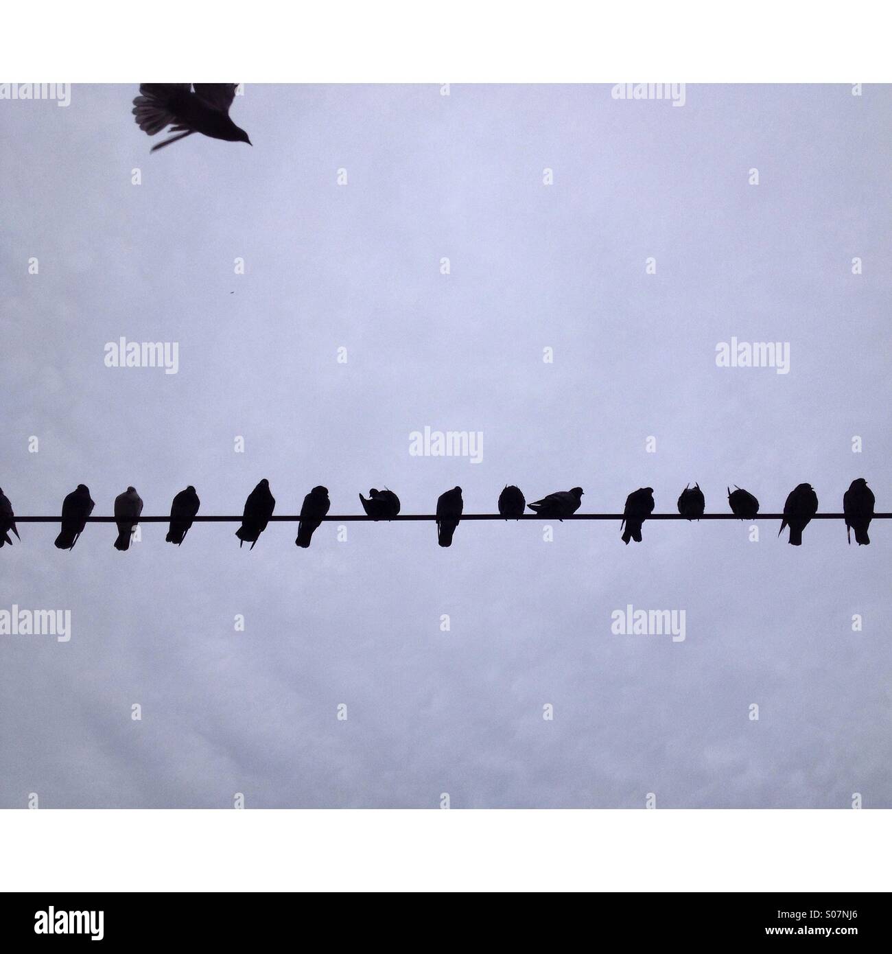 Birds of a feather flock together Stock Photo Alamy