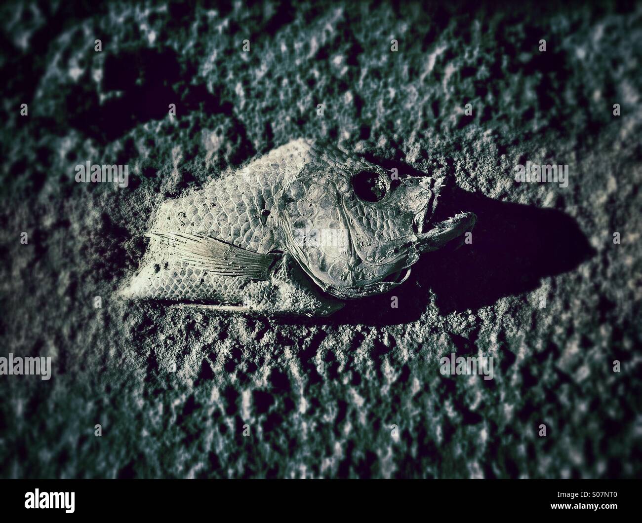 A dead and decayed fish on the shore of The Salton Sea, California, USA. - Smartphone Captured Stock Image