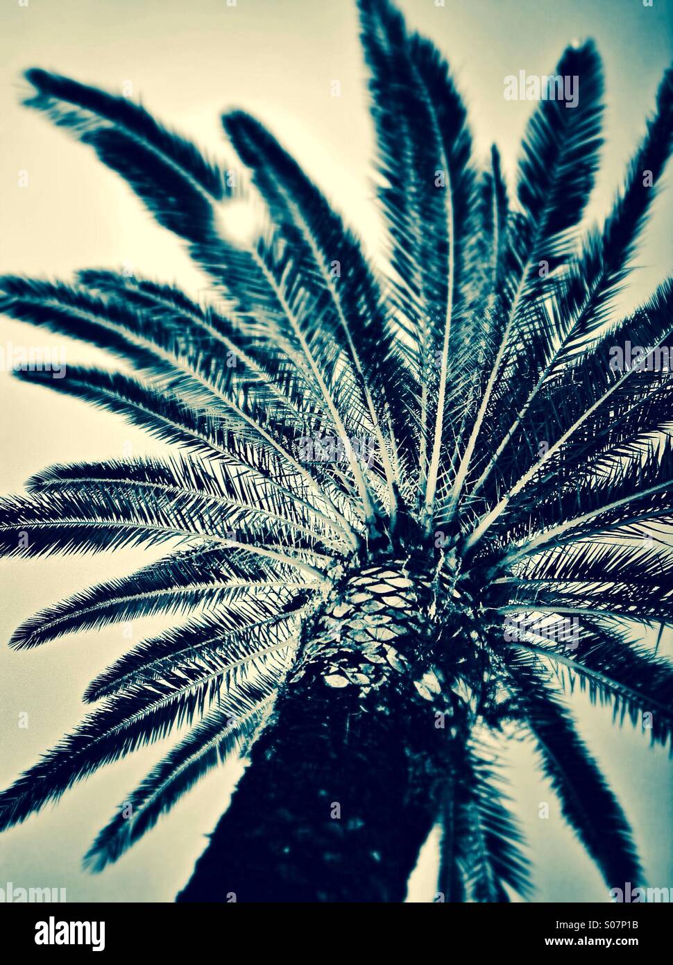 Sun shining through a palm tree - Smartphone Captured Stock Image