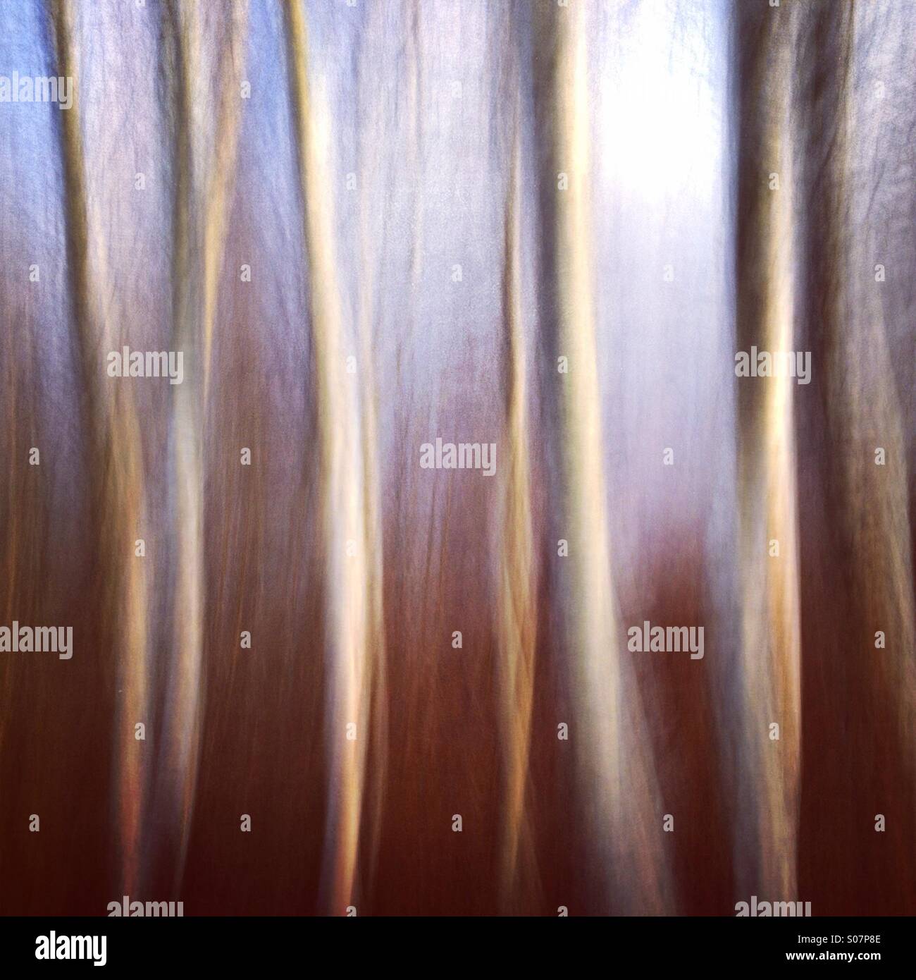 Silverbirch forest - Smartphone Captured Stock Image