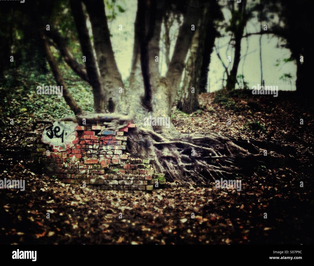 Tree roots growing through a ruined wall - nature reclaiming the environment - Smartphone Captured Stock Image