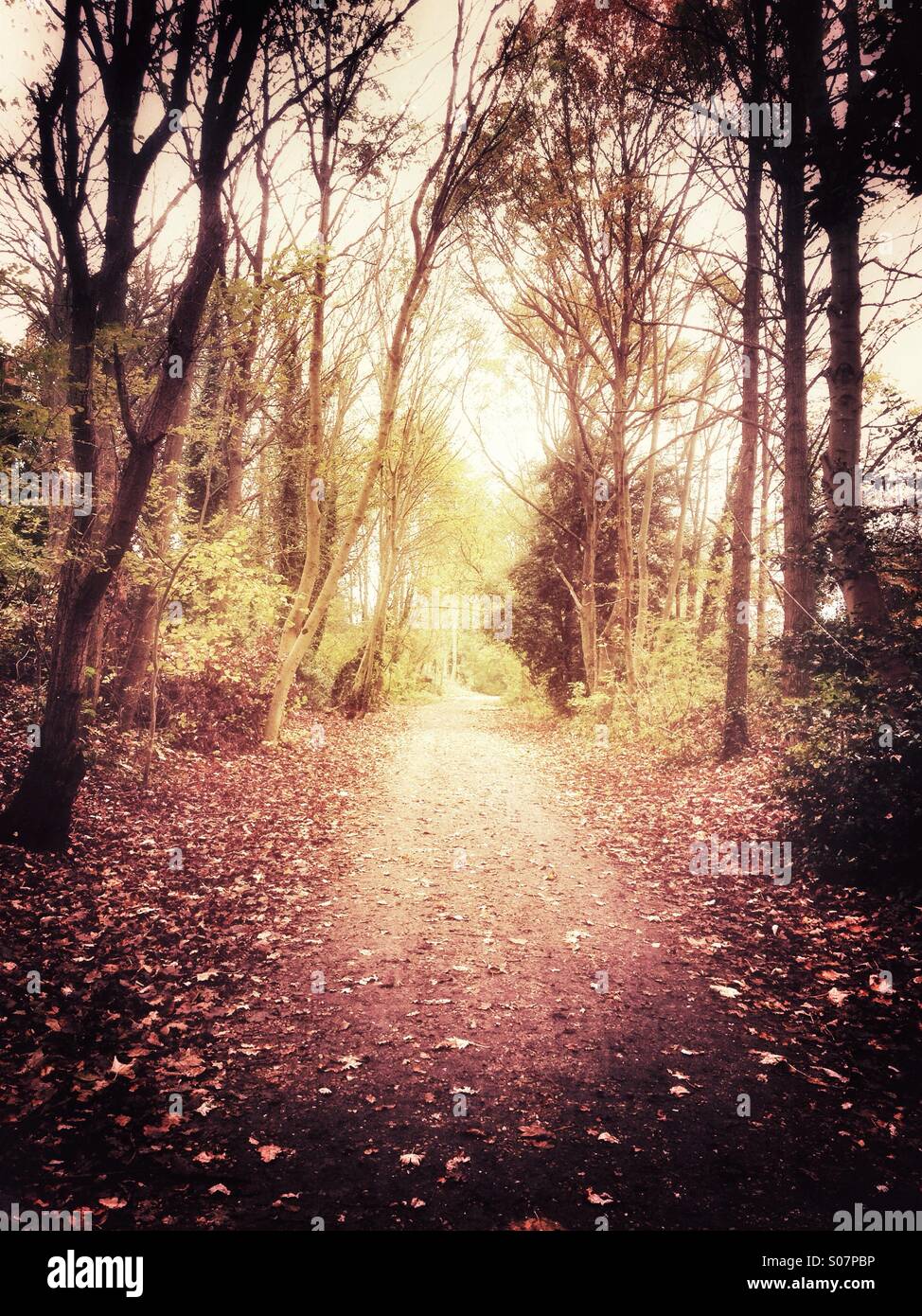 Pathway through an autumnal wood - Smartphone Captured Stock Image