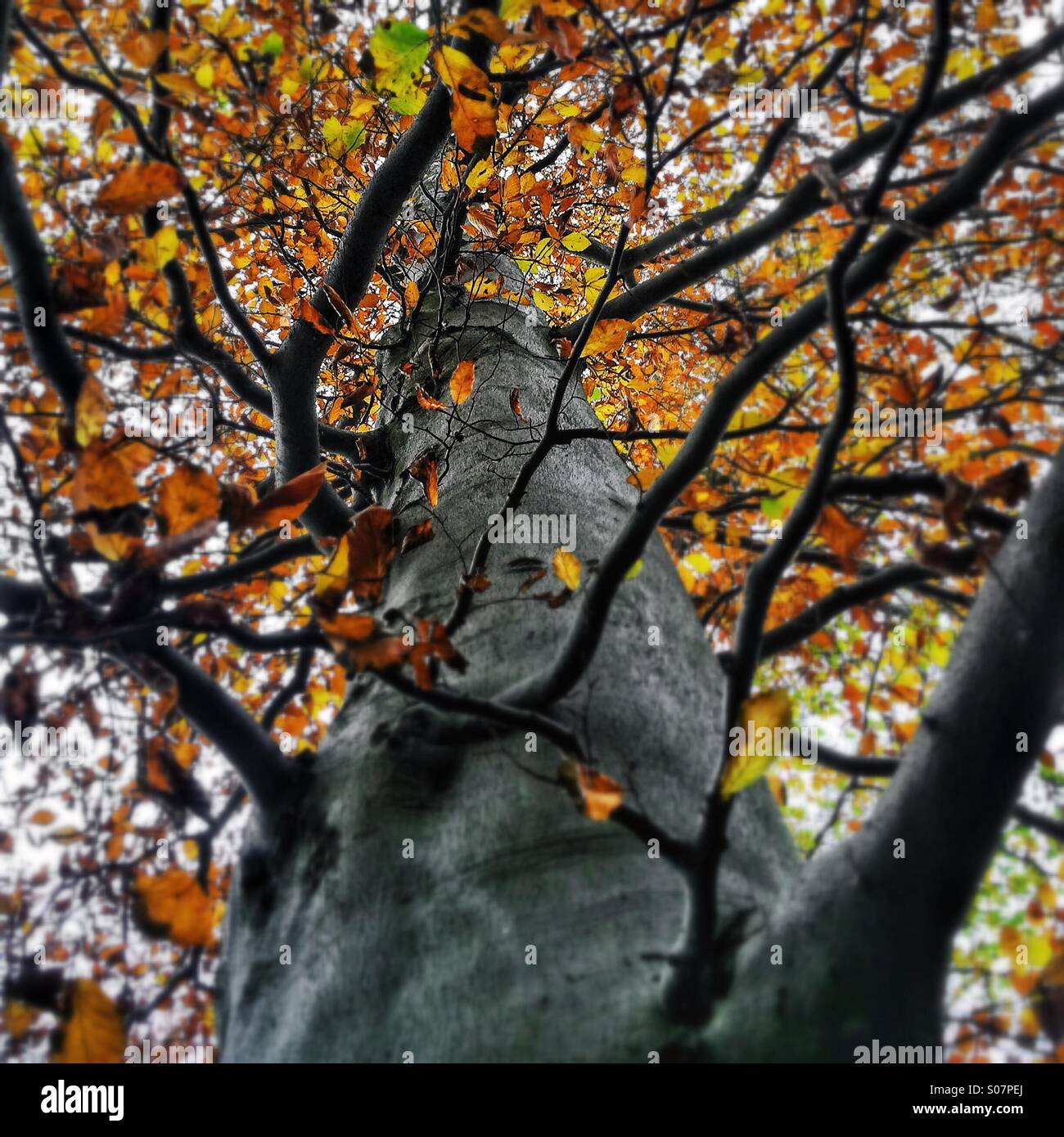 Autumn colours tree - Smartphone Captured Stock Image