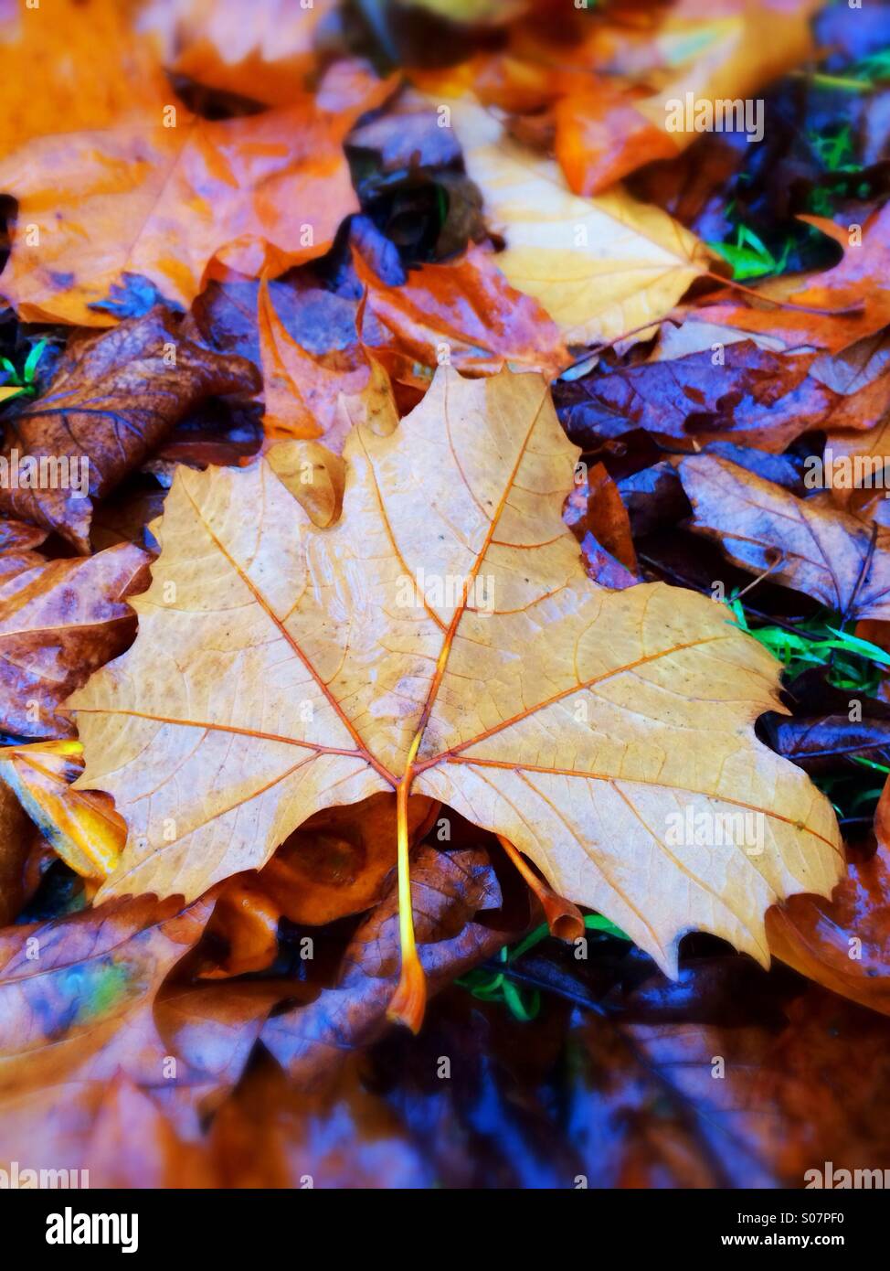 Brown maple leaves hi-res stock photography and images - Alamy