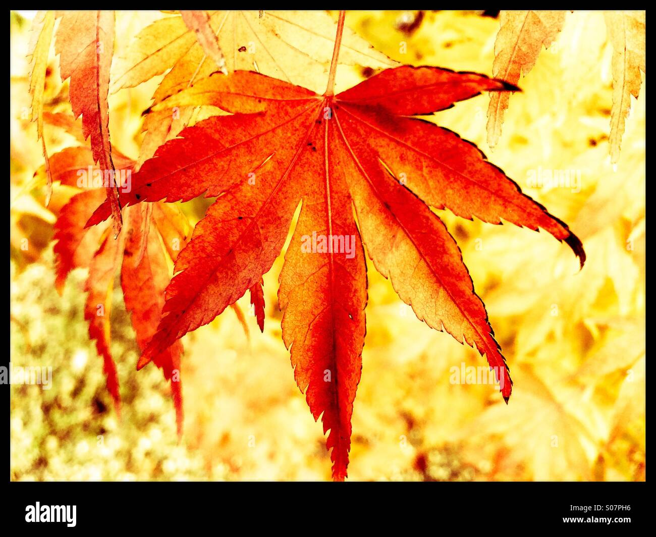 Autumn acer leaf Stock Photo