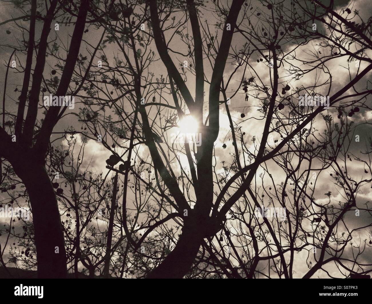 Black and white sun hiding behind the trees - sun between trees and clouds - Smartphone Captured Stock Image