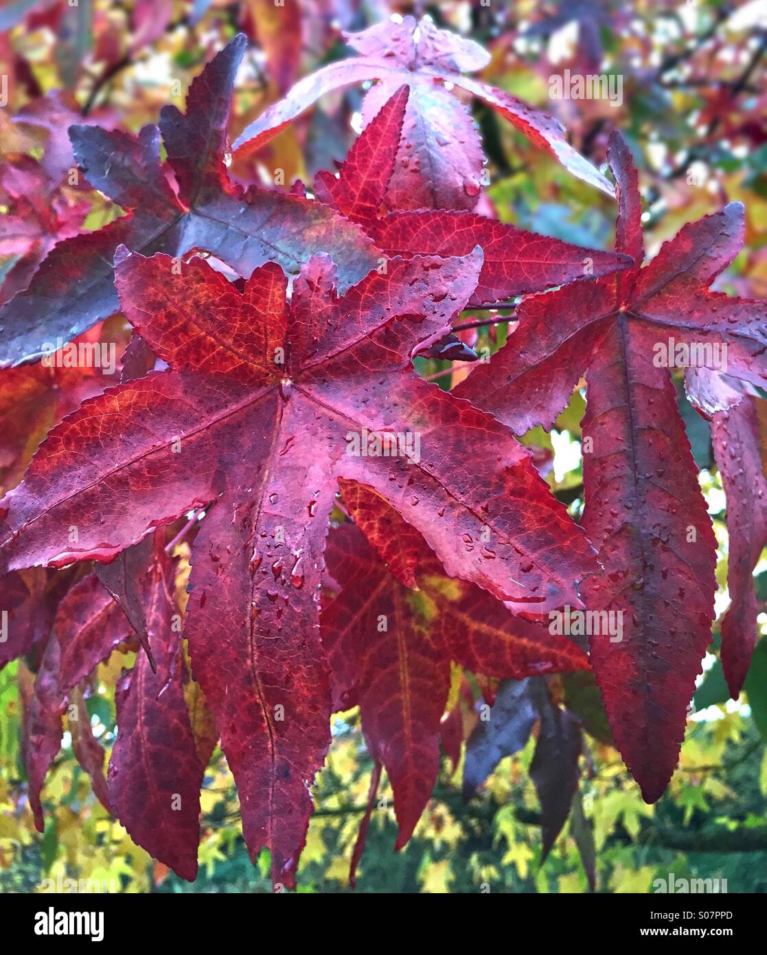 The red leaves of autumn Stock Photo