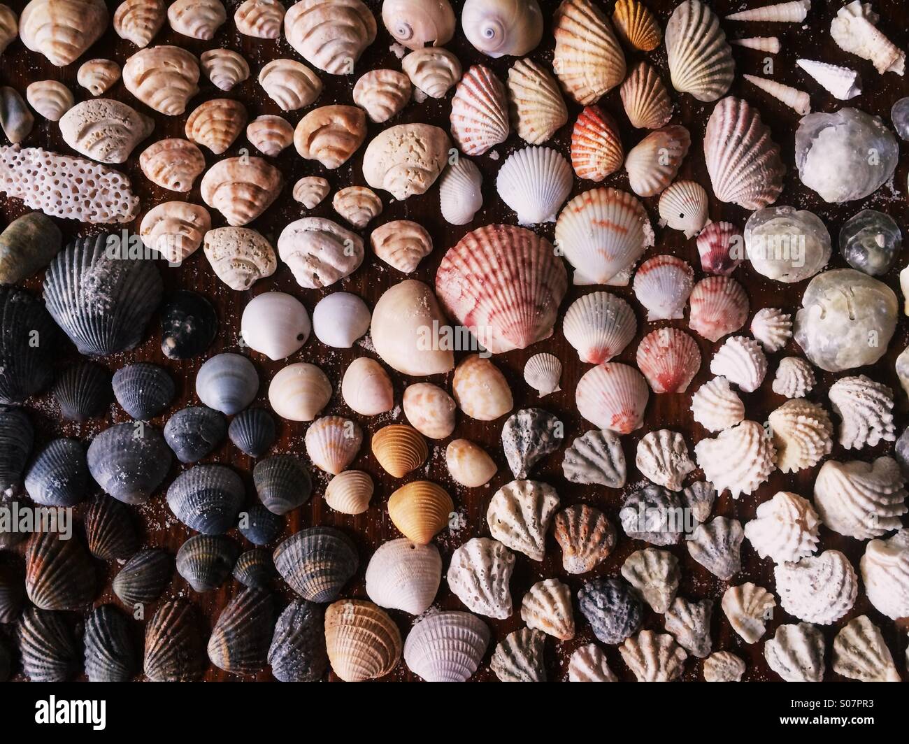 A beautiful collection of sea shells from the Gulf Coast of Florida, USA. Stock Photo