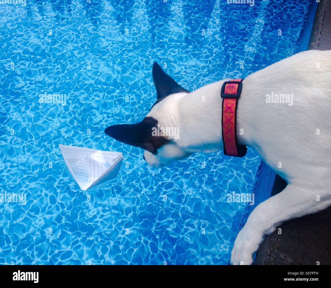 Daisy and the paper boat pt2. One-year-old Jack Russell Terrier, Daisy is about to fish the paper boat out of the pool. Eventually she did manage to grab the boat and run (too fast to capture). - Smartphone Captured Stock Image