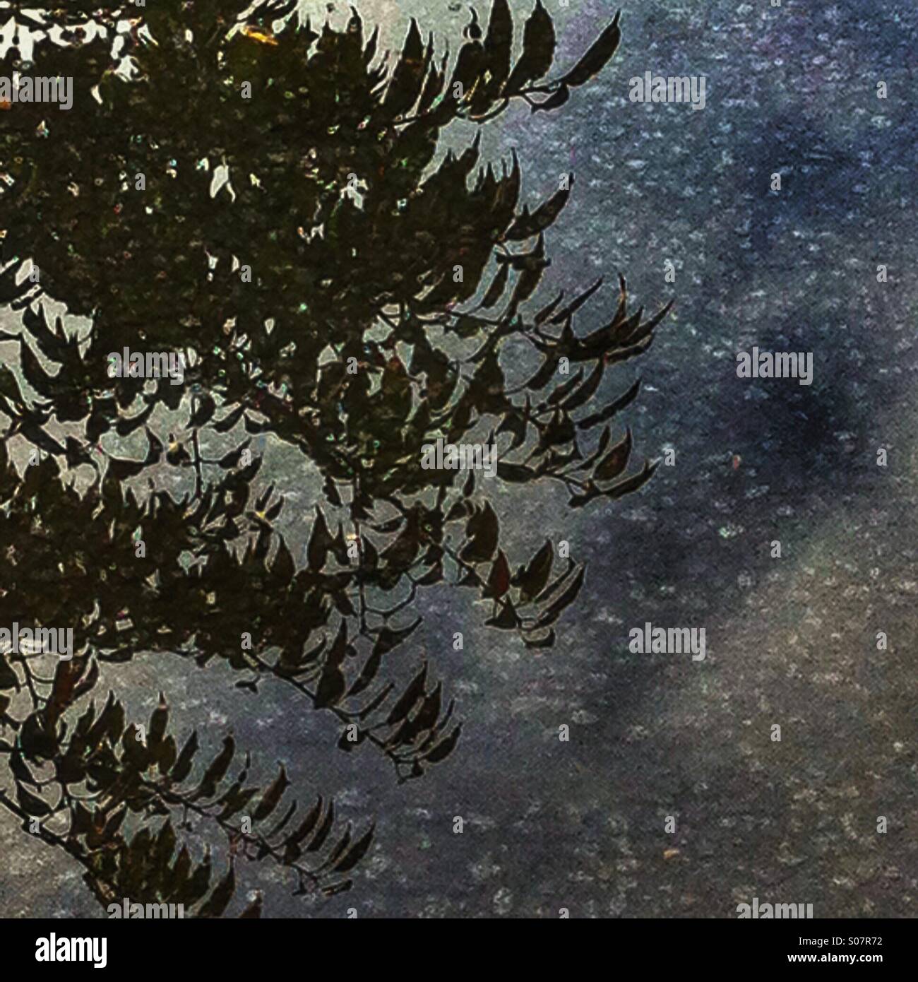 Reflection of a tree in a puddle - Smartphone Captured Stock Image