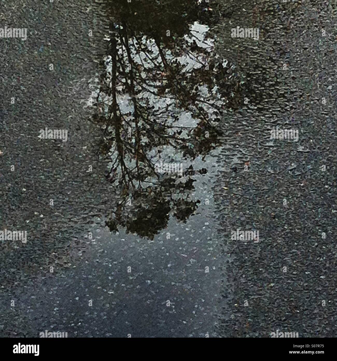 Reflection of a tree in a puddle - Smartphone Captured Stock Image