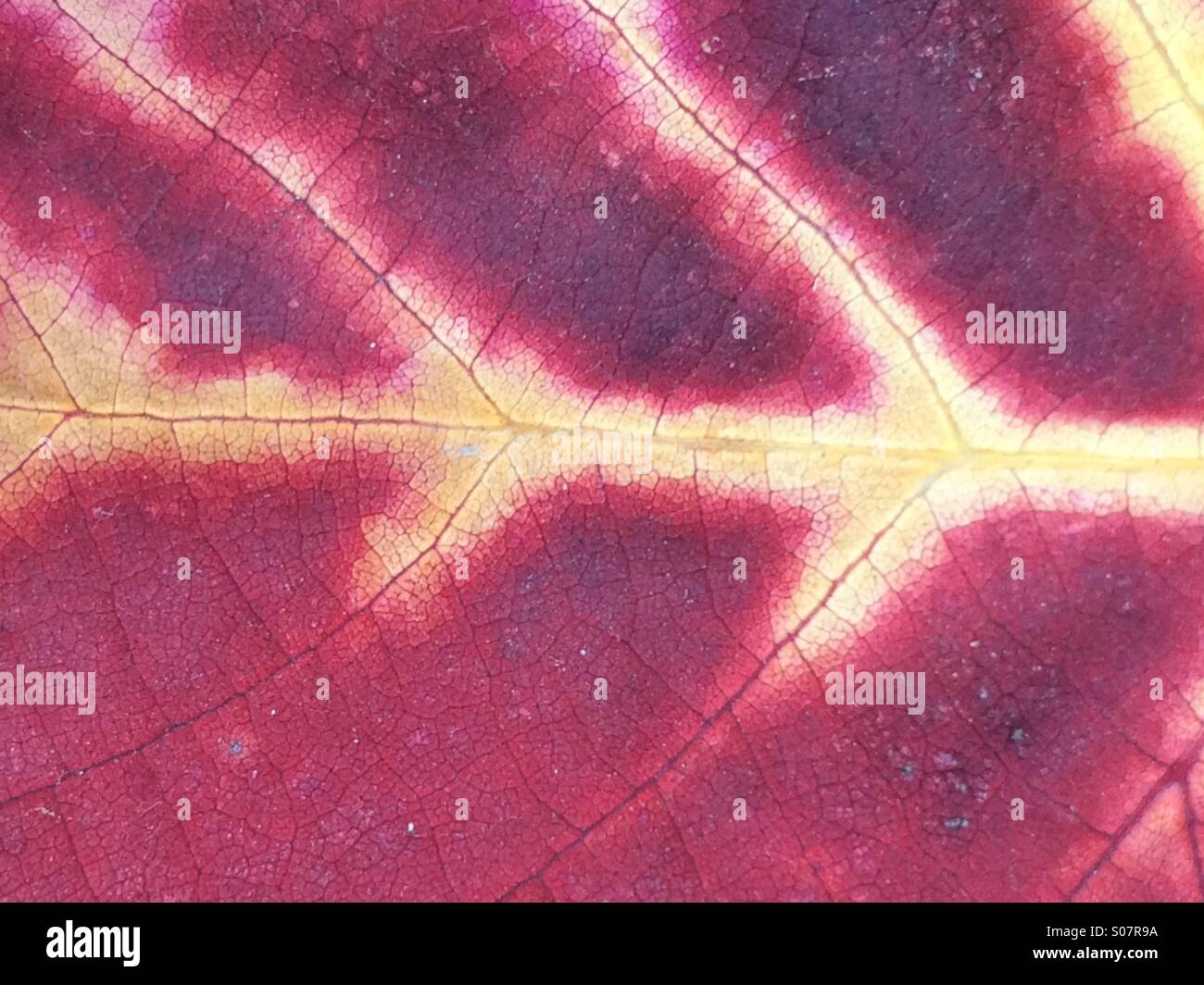 Fall leaf - Smartphone Captured Stock Image