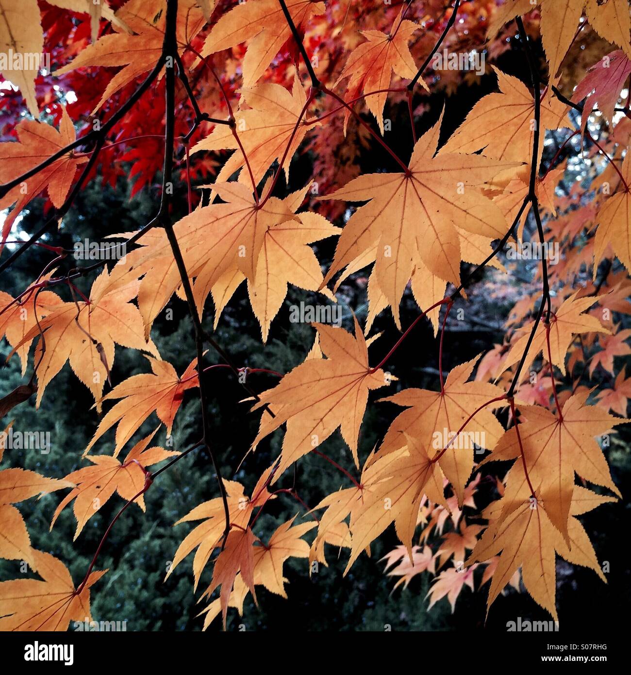 Maple trees in fall, Seoul, Korea Stock Photo Alamy