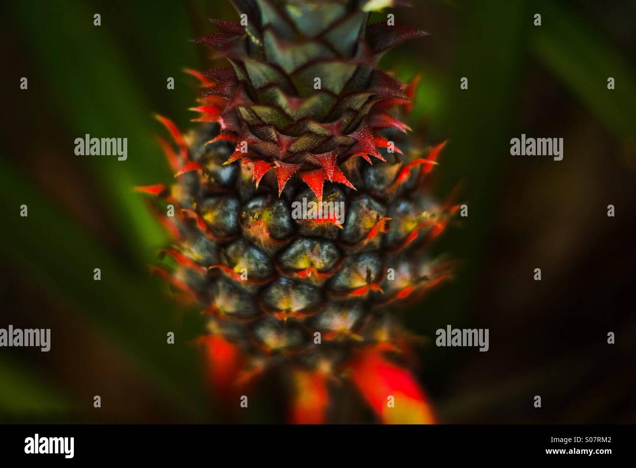 A baby pineapple growing in the wild in Dominican Republic Stock Photo