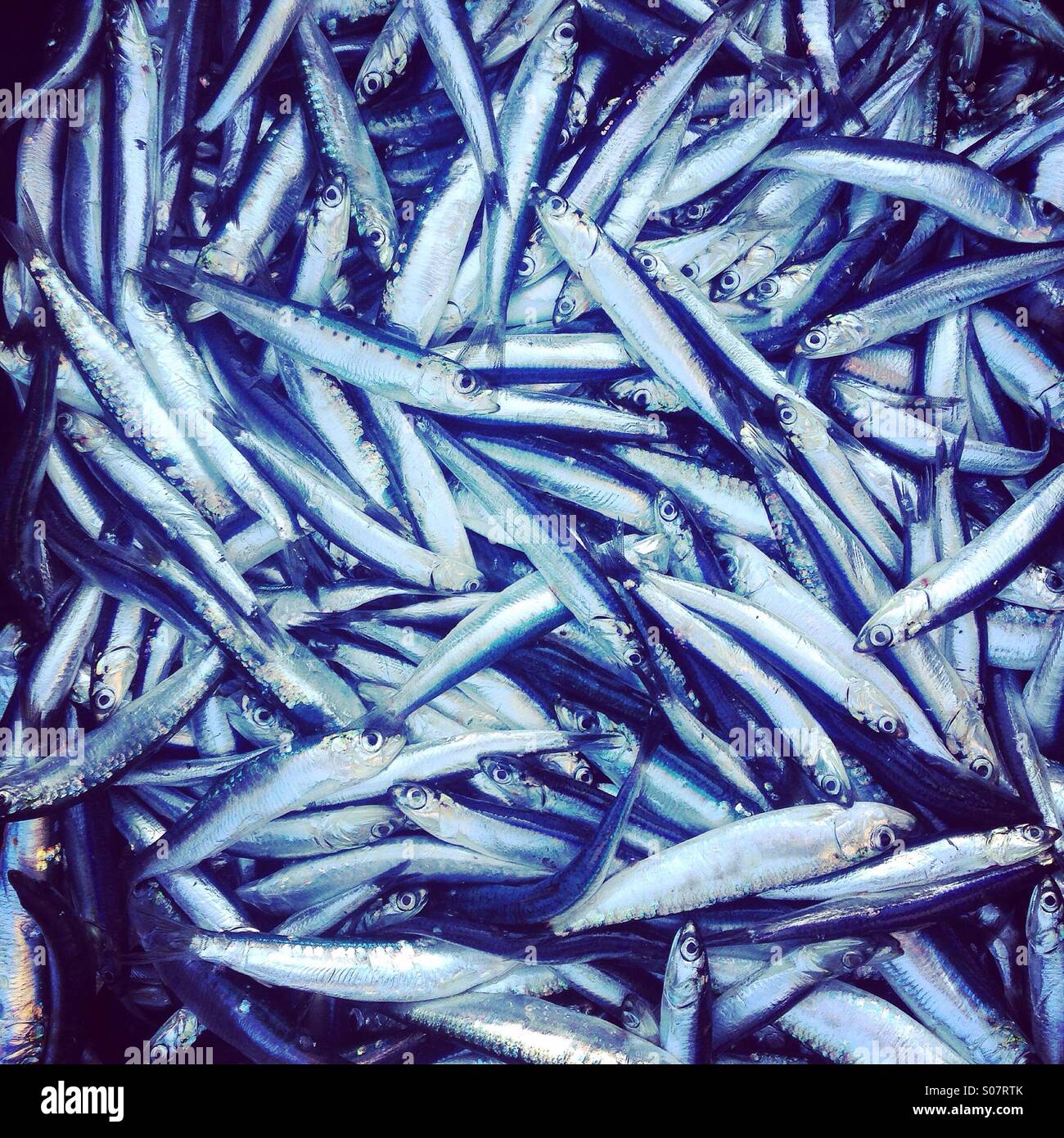 Sardines and anchovies fish close up Stock Photo