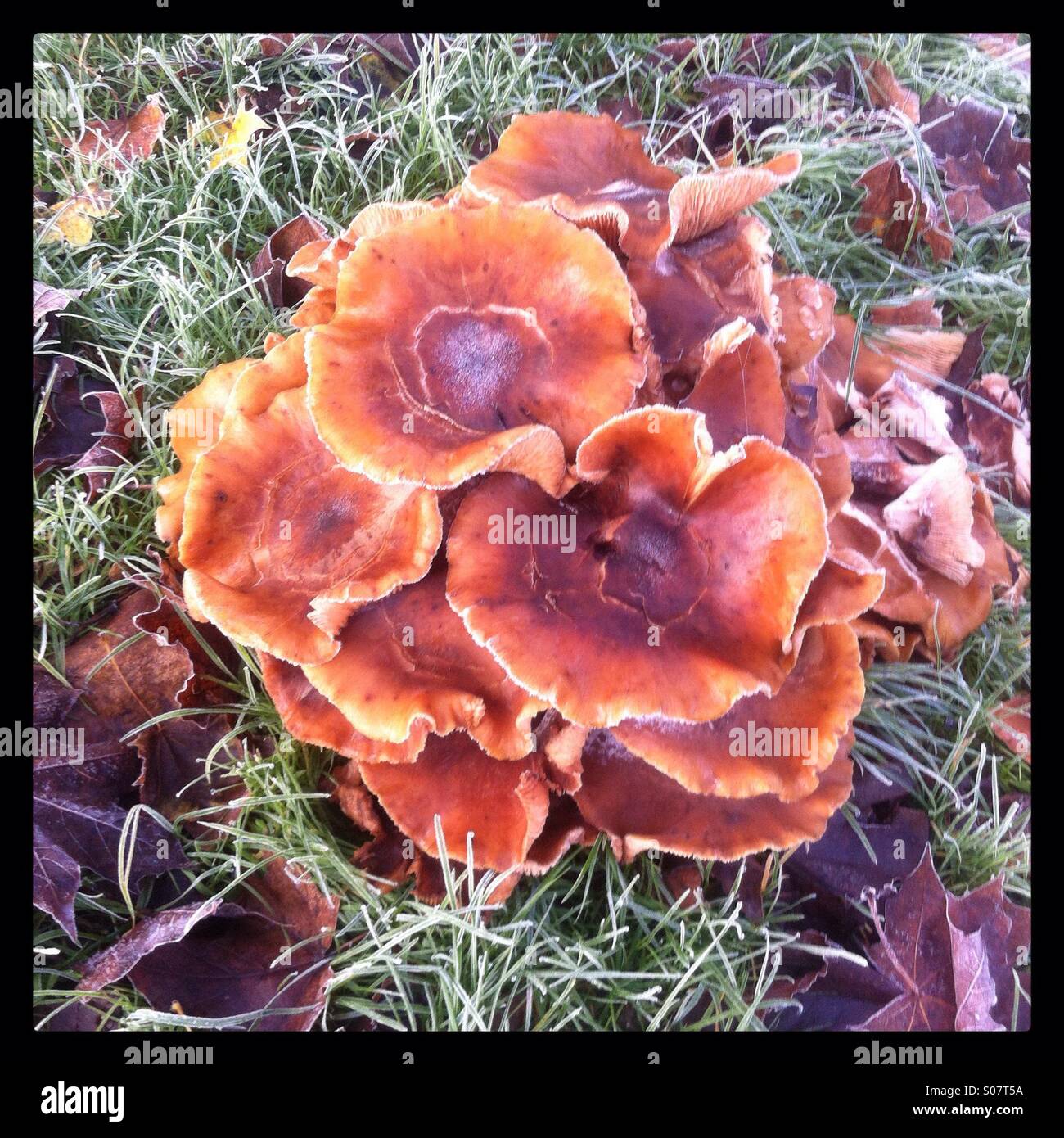 Large clump of wild polypore mushrooms covered in frost. - Smartphone Captured Stock Image