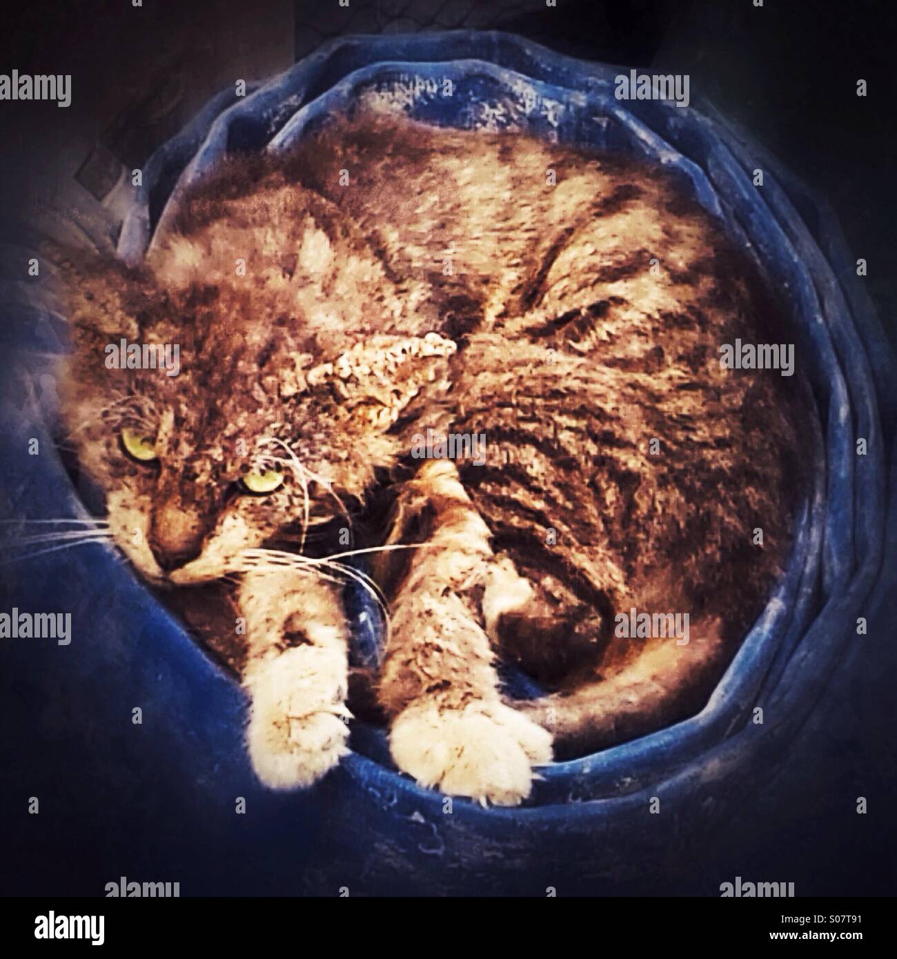 Feral Cat in Coiled Fire Hose - Smartphone Captured Stock Image