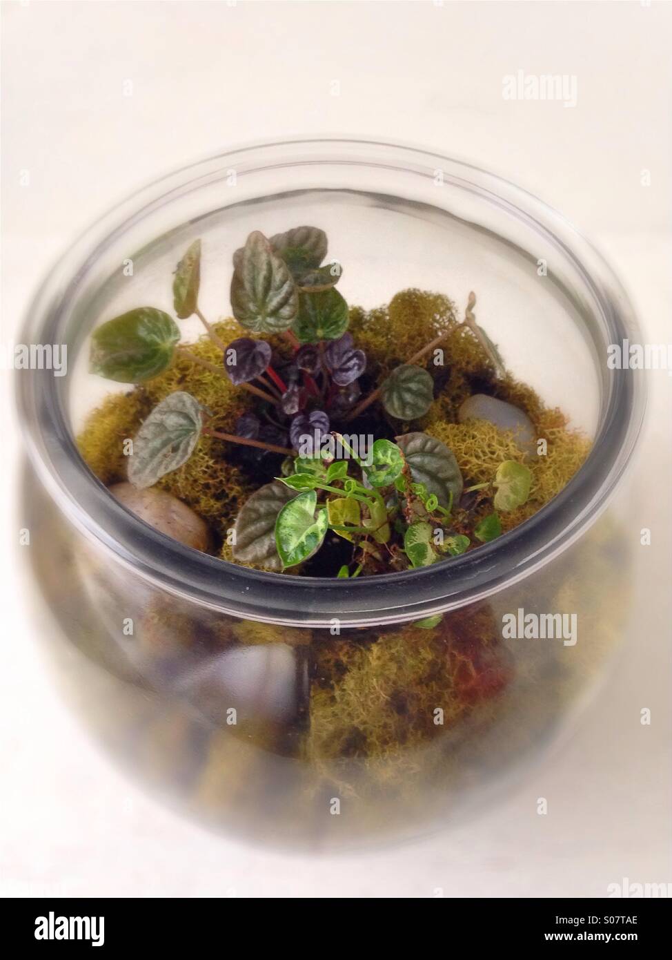 A terrarium full of plants. Stock Photo