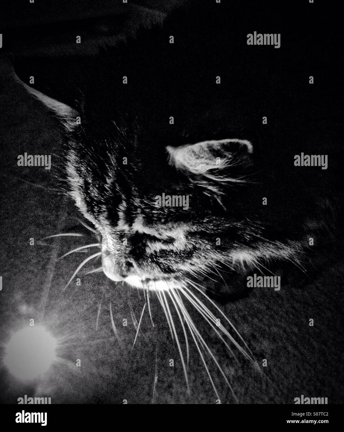 Cat in torch light Stock Photo Alamy