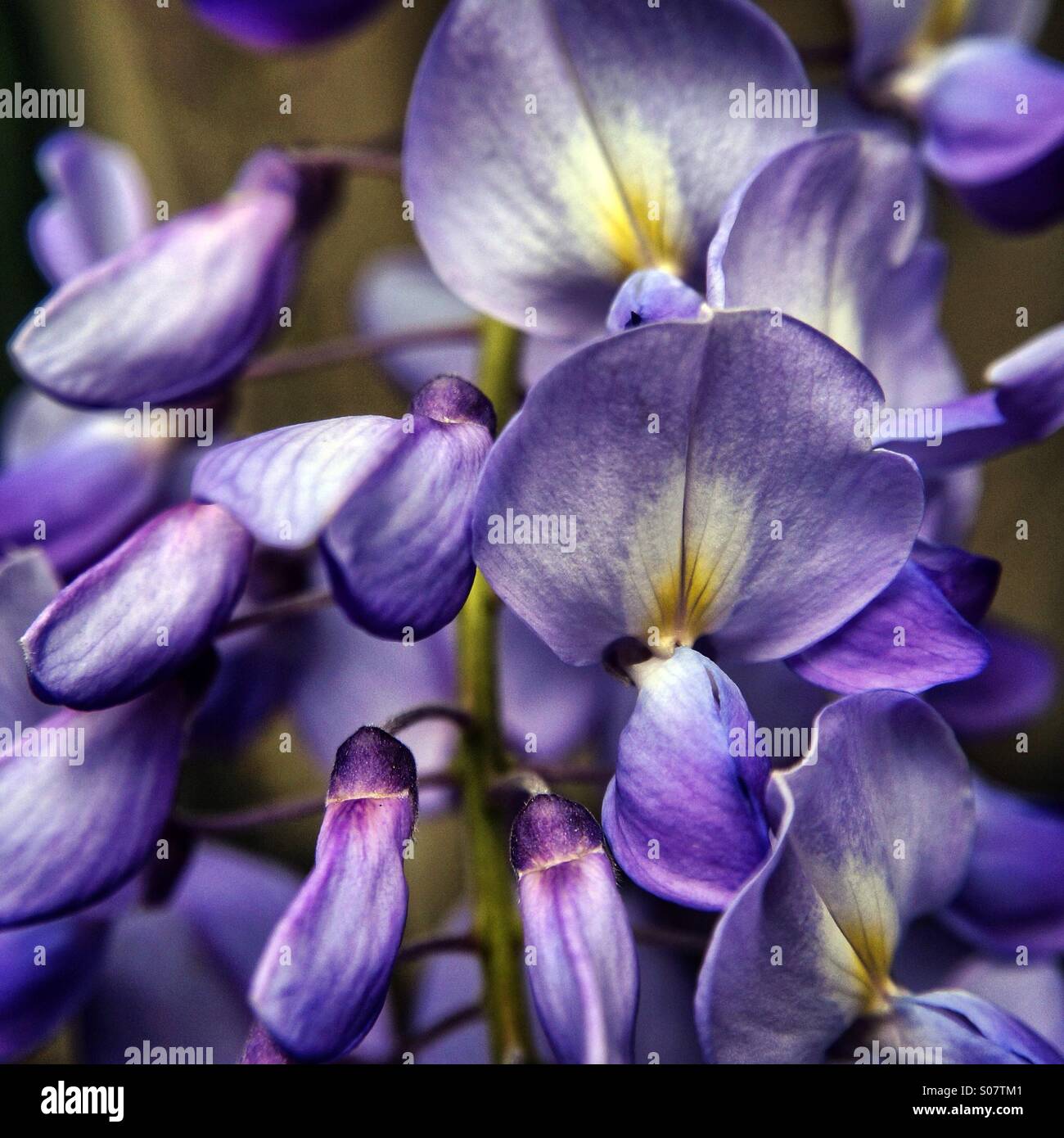 Orchid - Smartphone Captured Stock Image