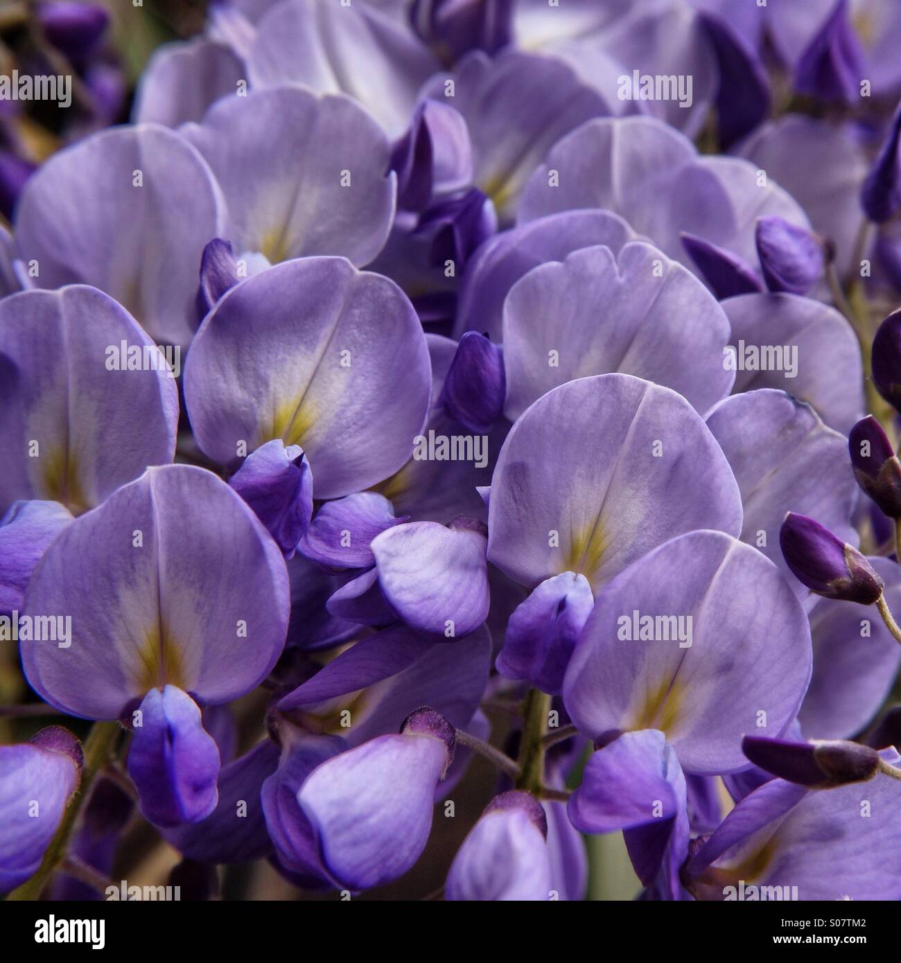 Wisteria - Smartphone Captured Stock Image