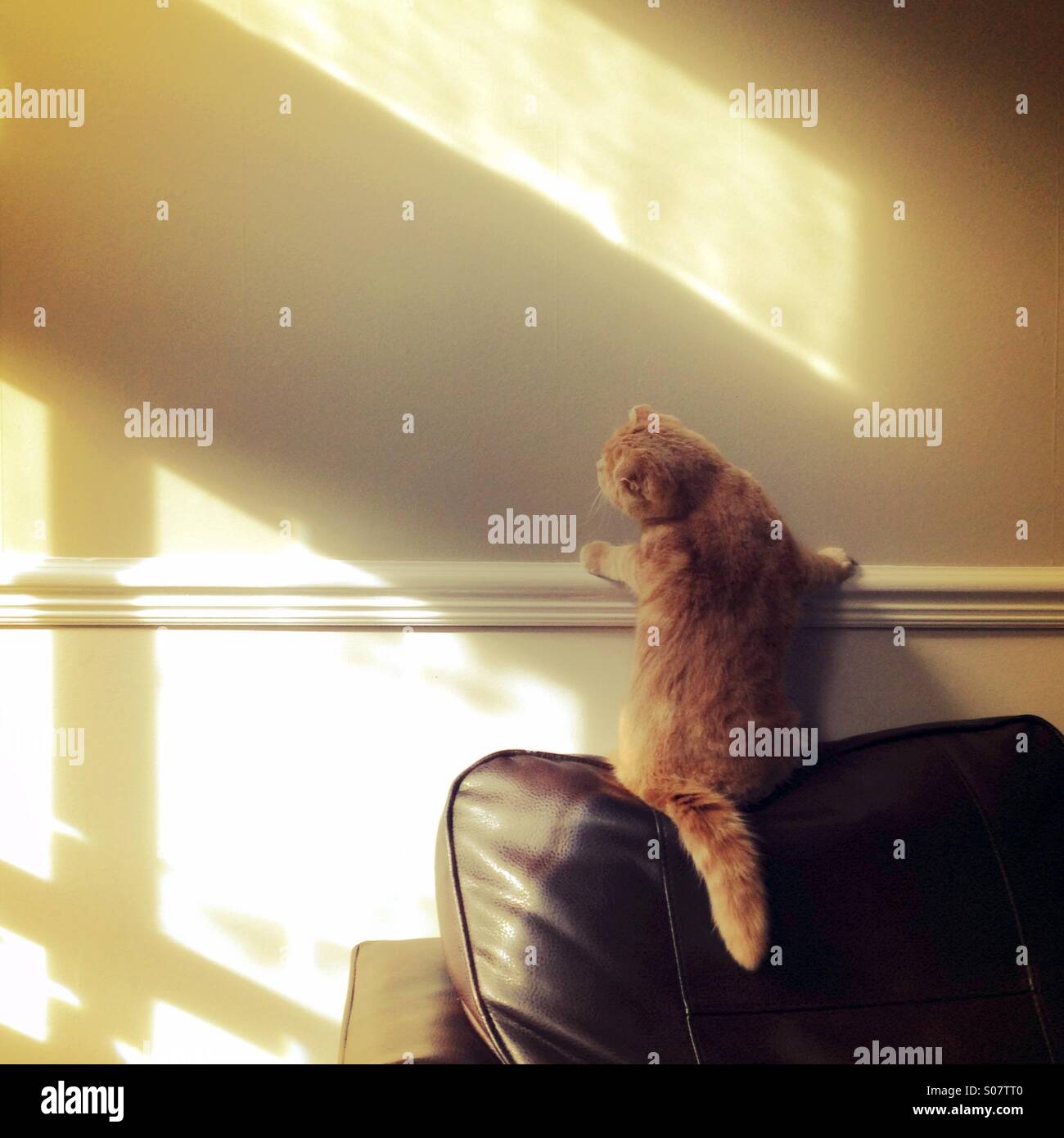 Cat chasing light from the back of a sofa Stock Photo Alamy