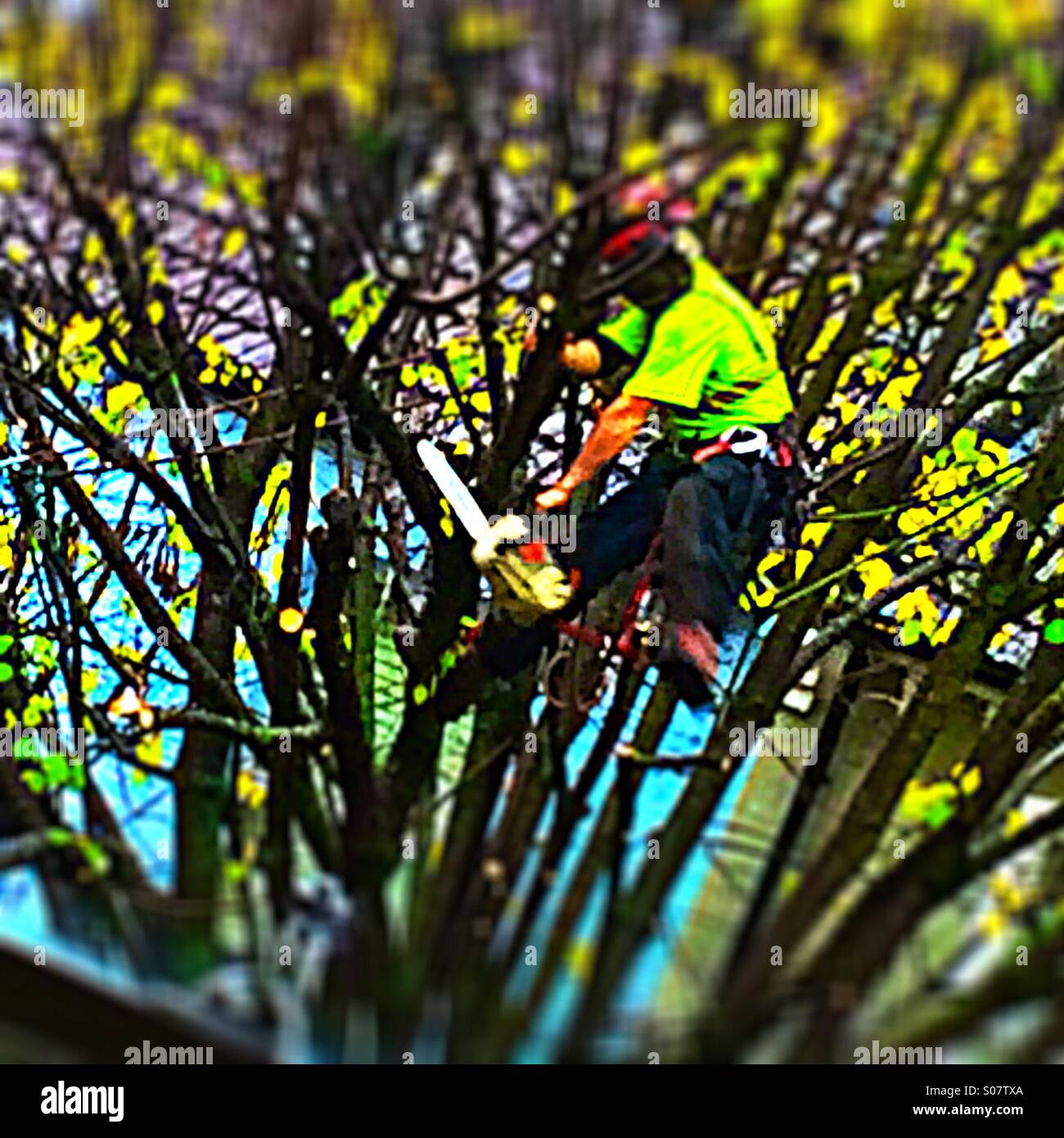 Tree cutter - Smartphone Captured Stock Image