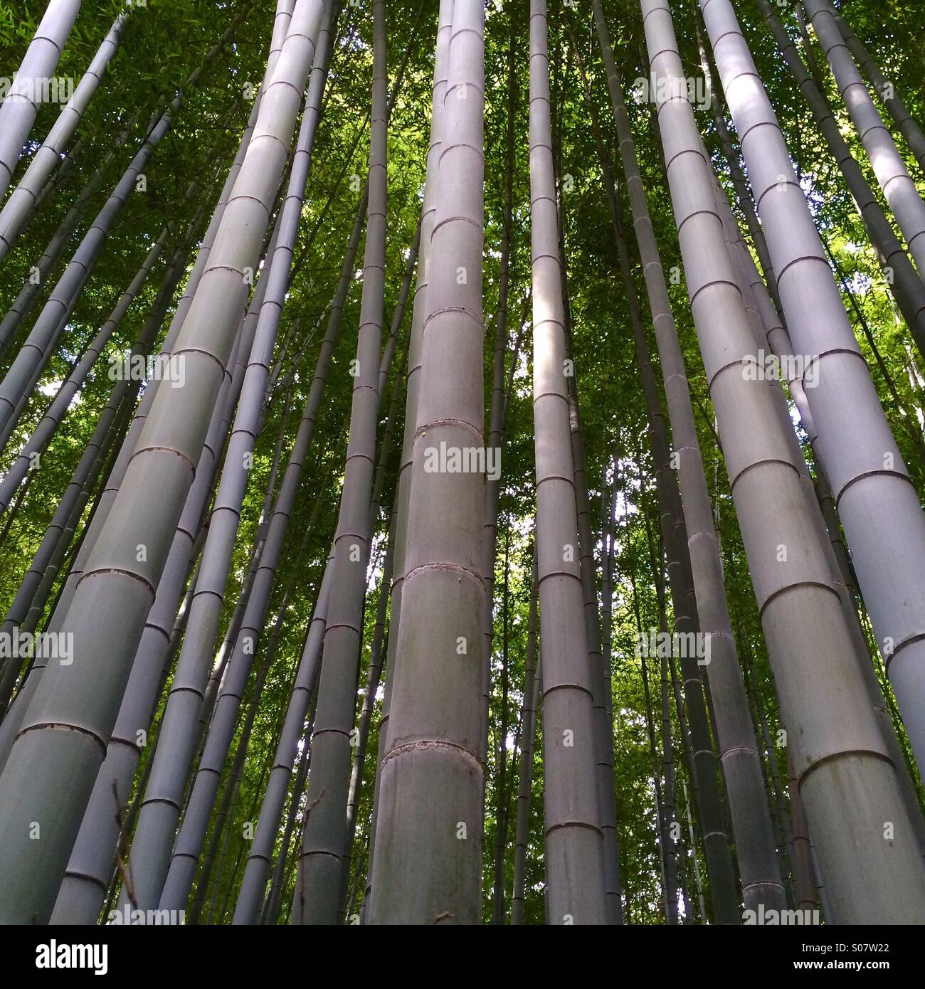 Bamboo forest, Arashiyama district, Kyoto, Japan - Smartphone Captured Stock Image