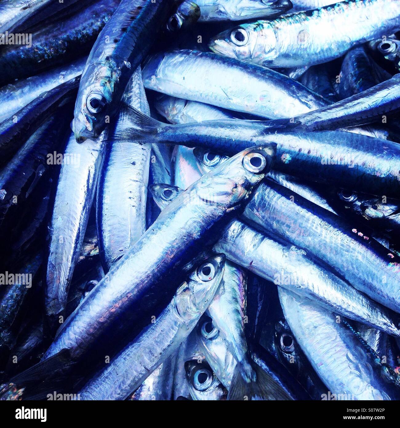 Anchovies fish close up Stock Photo Alamy