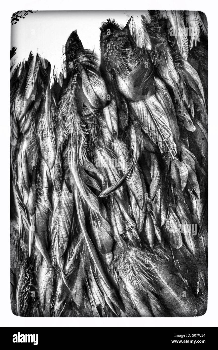 Feathers Stock Photo