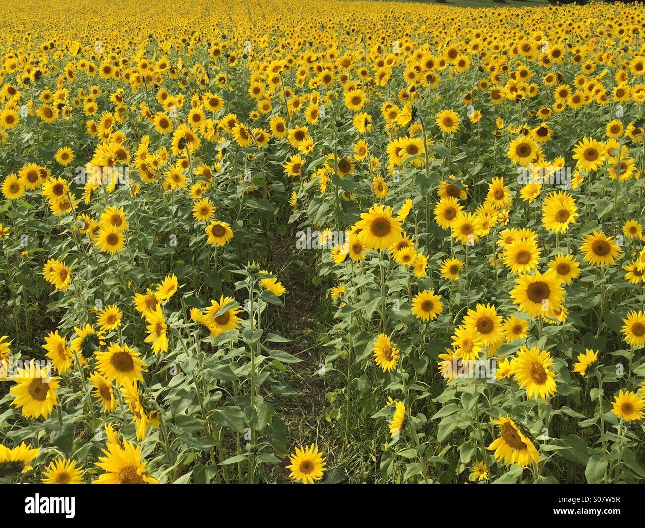 Sunflower field in Ohio Stock Photo Alamy