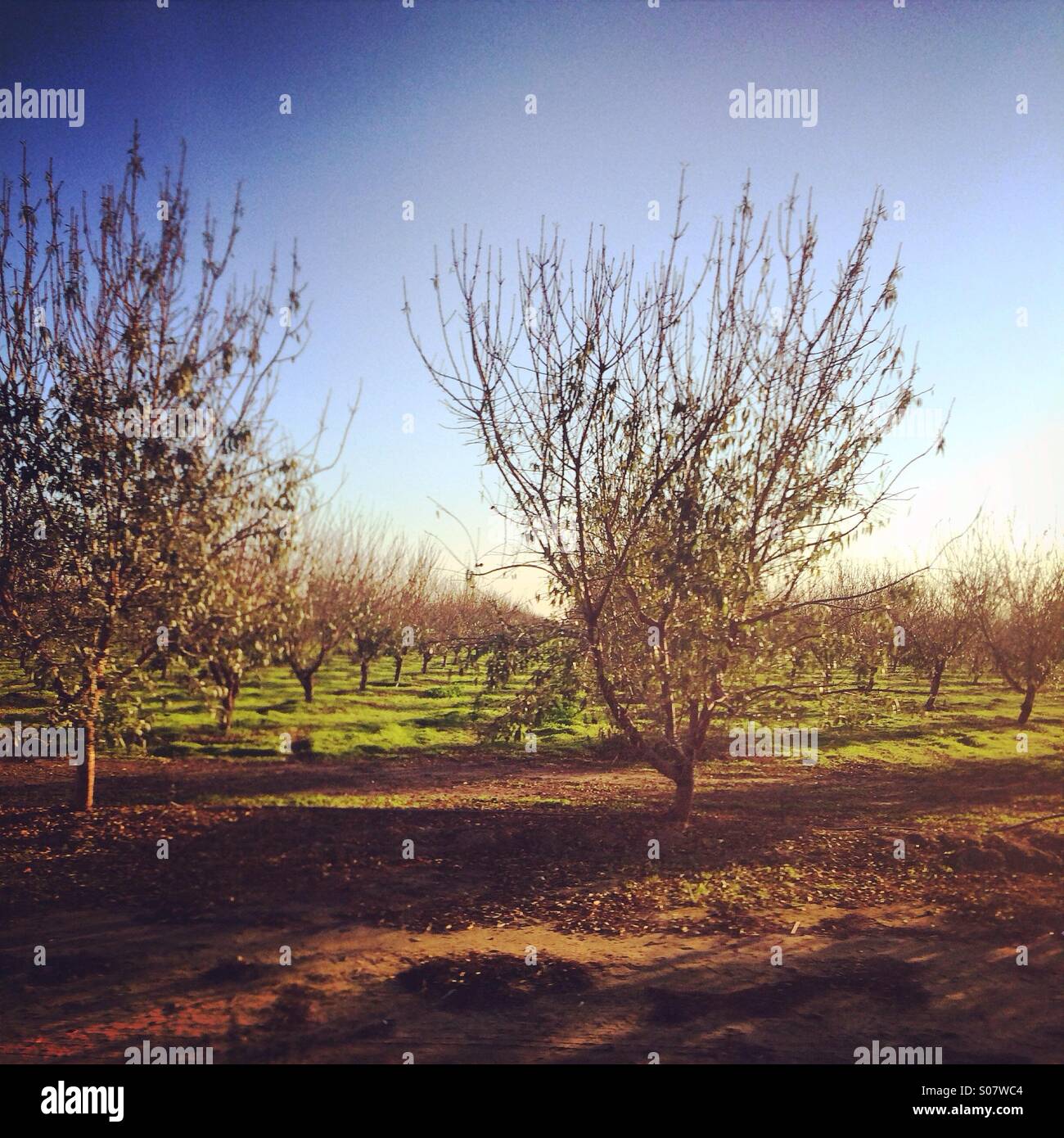 Orchard - Smartphone Captured Stock Image