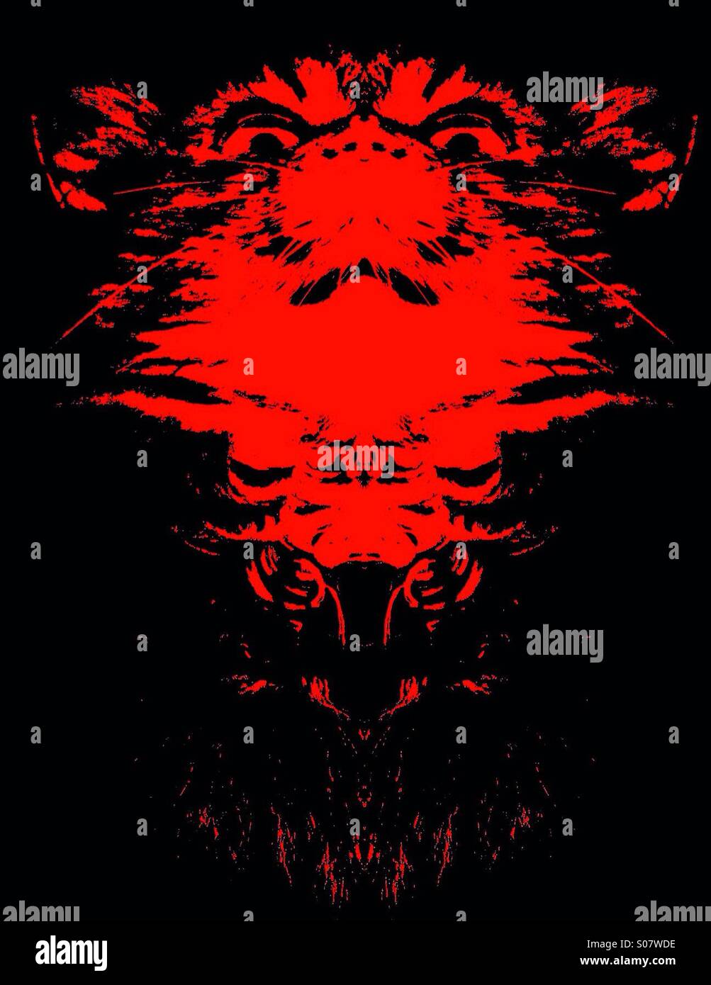 Symmetrical photo of a cat - Smartphone Captured Stock Image