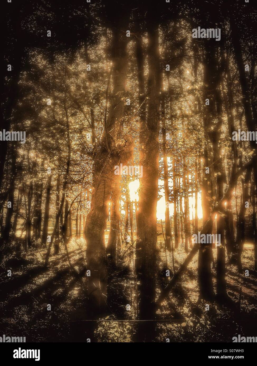 Sunlight through the trees - Smartphone Captured Stock Image