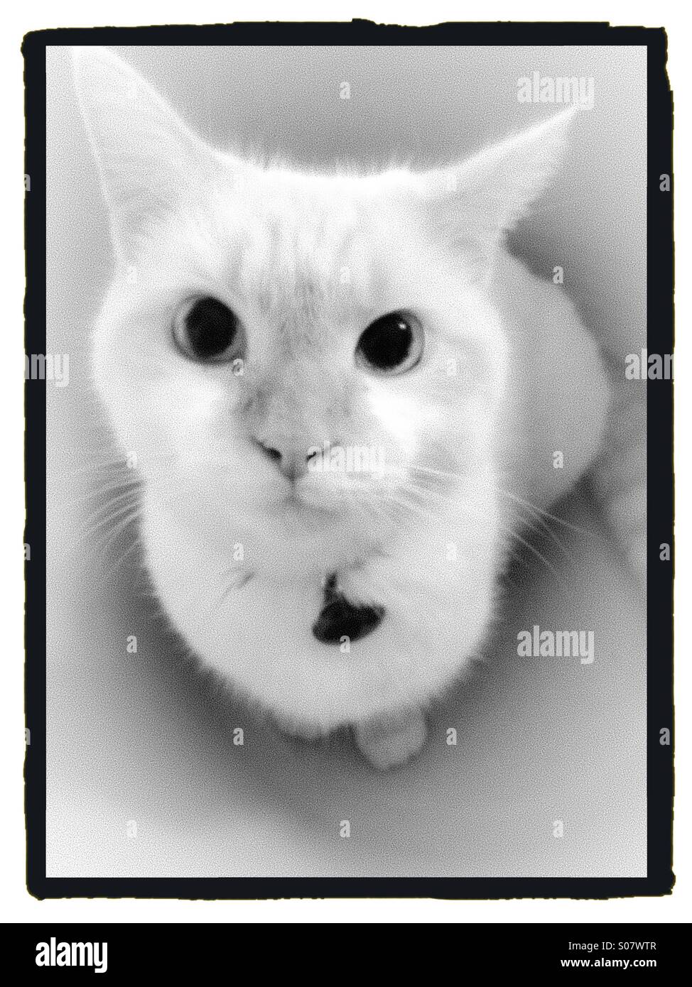 White cat portrait Stock Photo