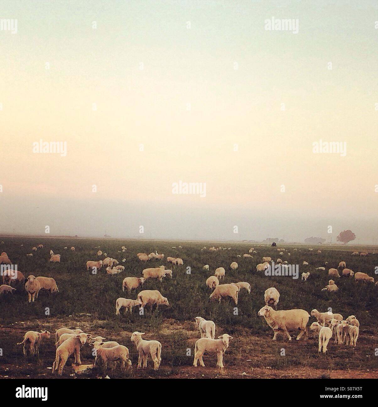 Sheep and lamb - Smartphone Captured Stock Image