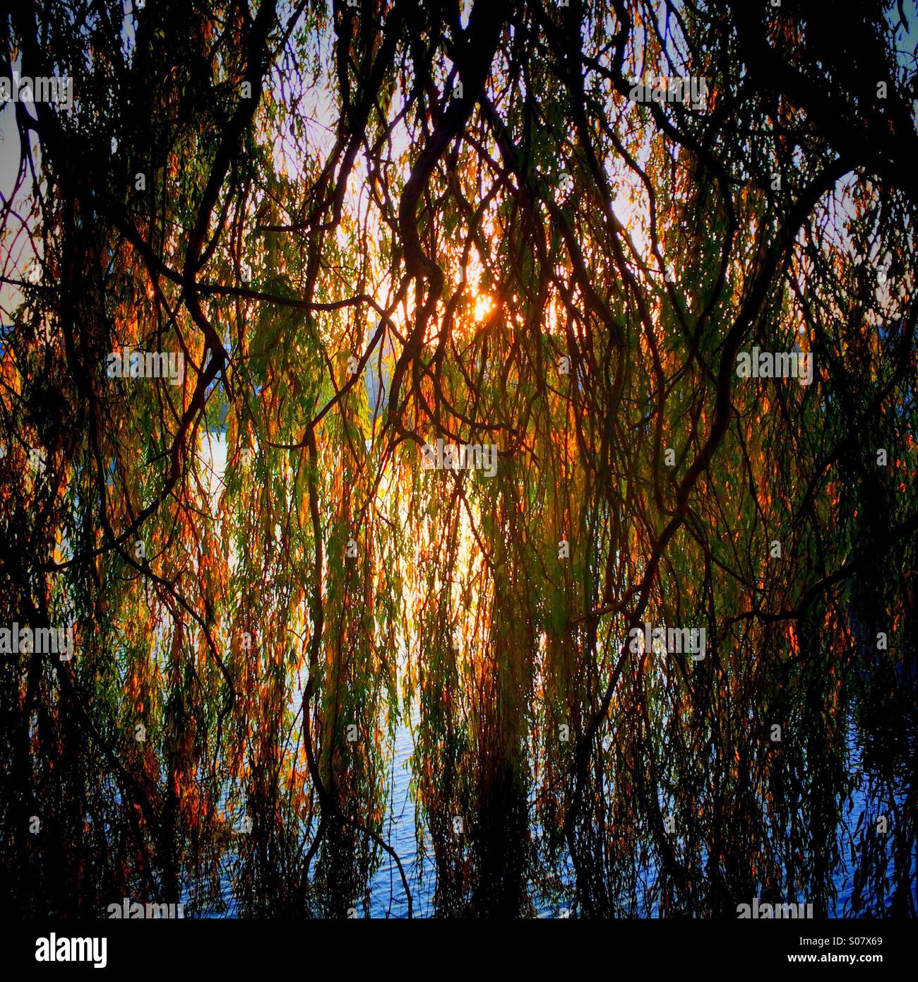 Willow tree rainbow - Smartphone Captured Stock Image