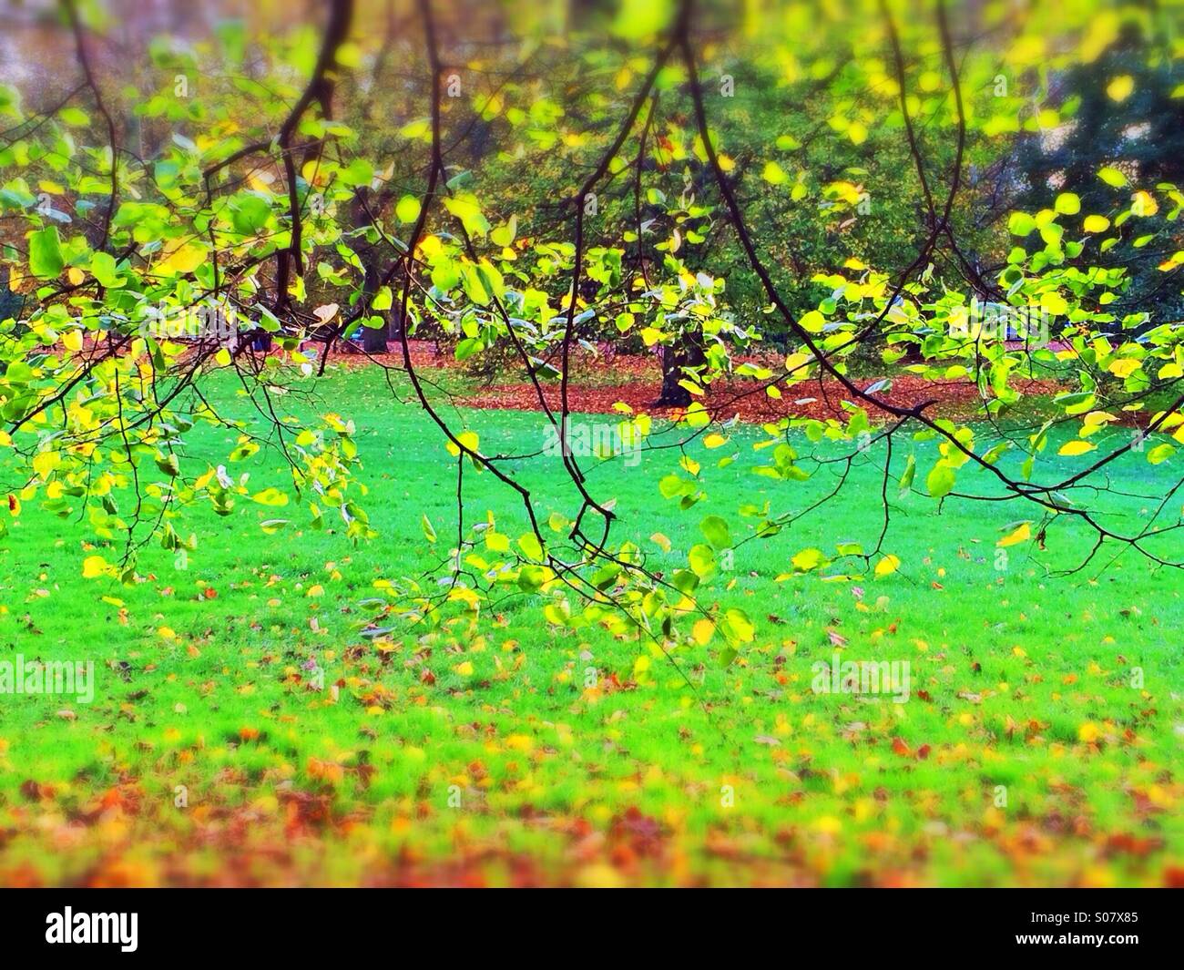 Green leaves tree branches Stock Photo