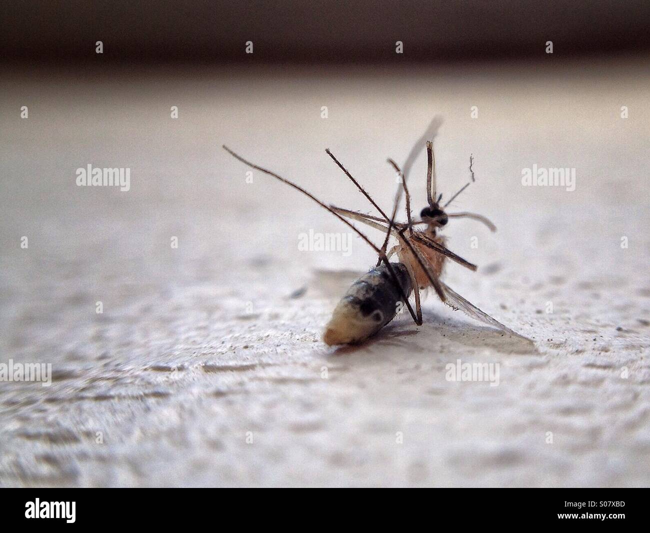 Mosquito Stock Photo
