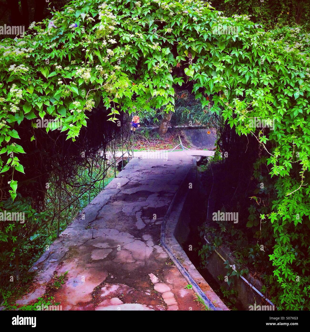 Green tunnel in a park - Smartphone Captured Stock Image