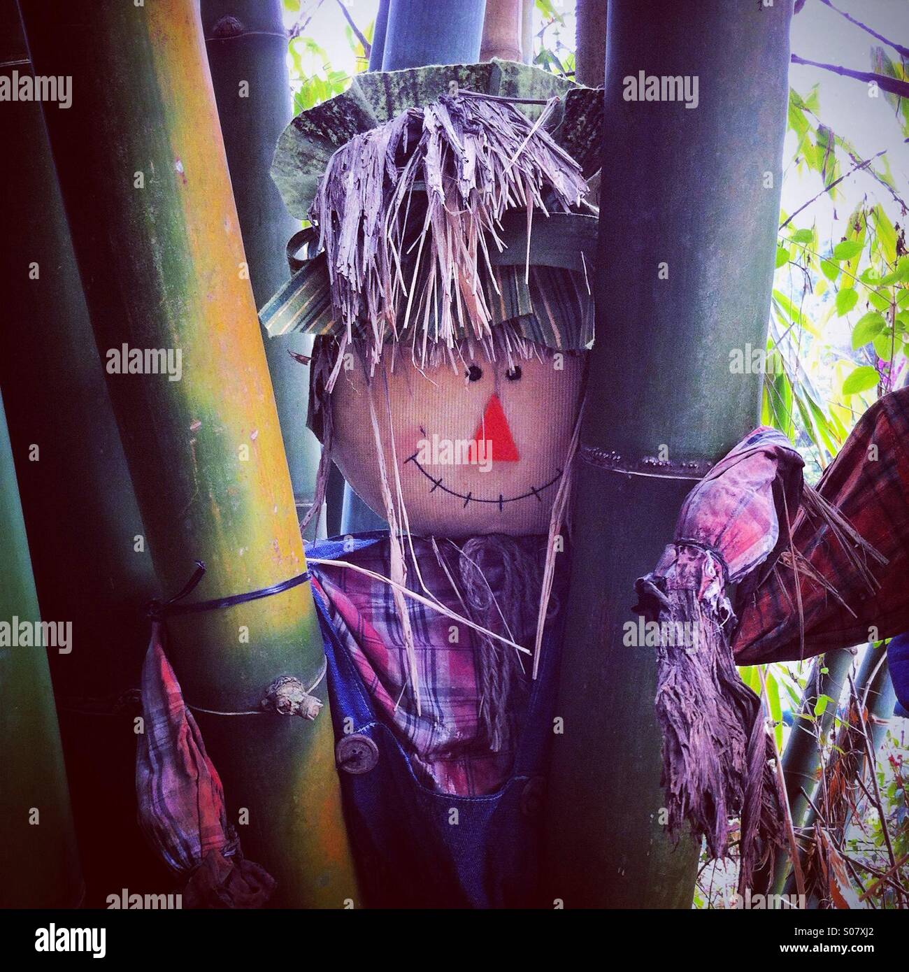 Scarecrow doll between bamboo trunk - Smartphone Captured Stock Image
