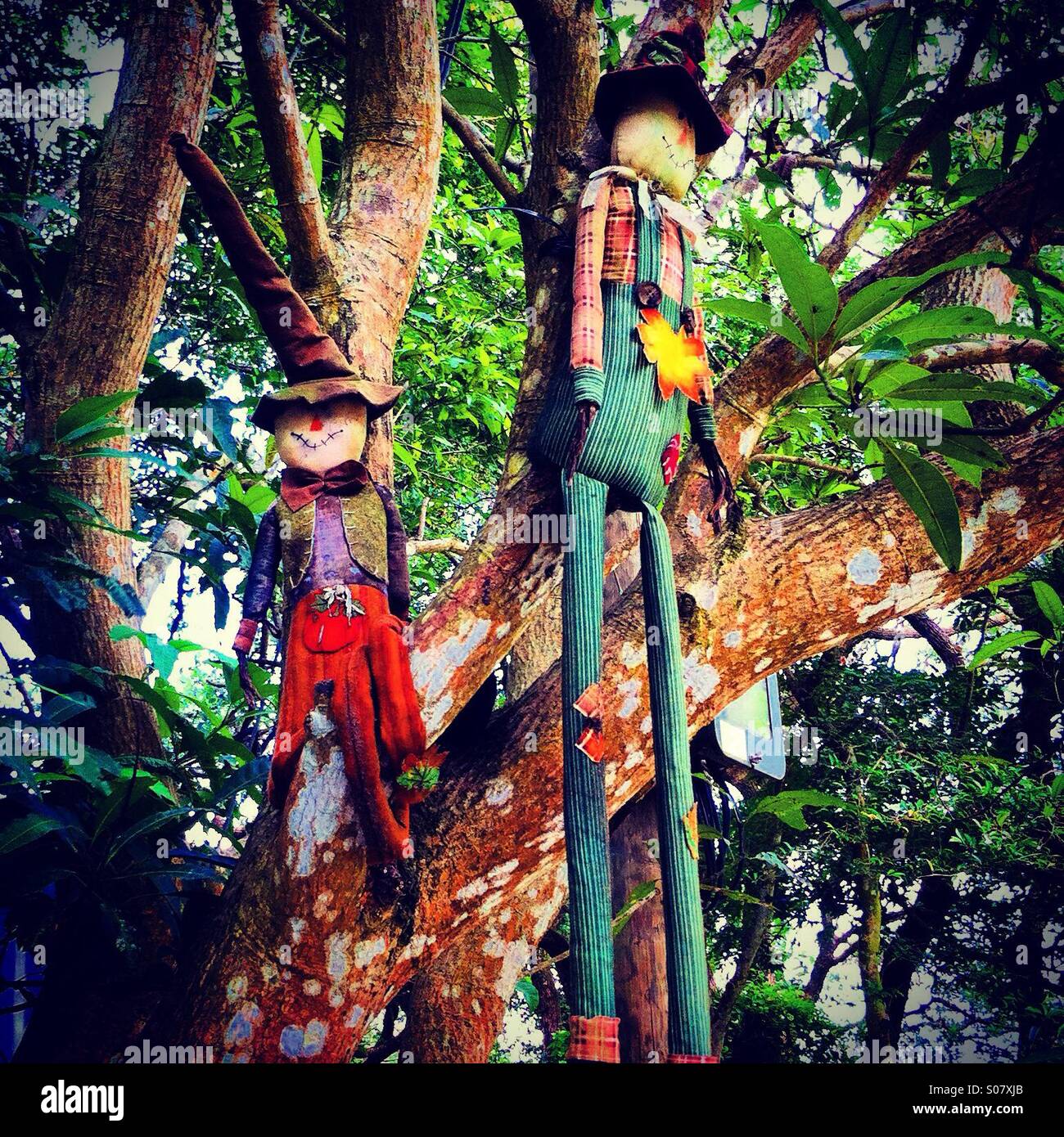 Giant scarecrows in a tree - Smartphone Captured Stock Image