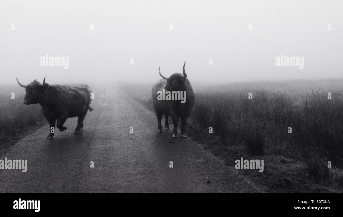 Long horn cattle roaming free on misty Yorkshire Dales moor. Stock Photo
