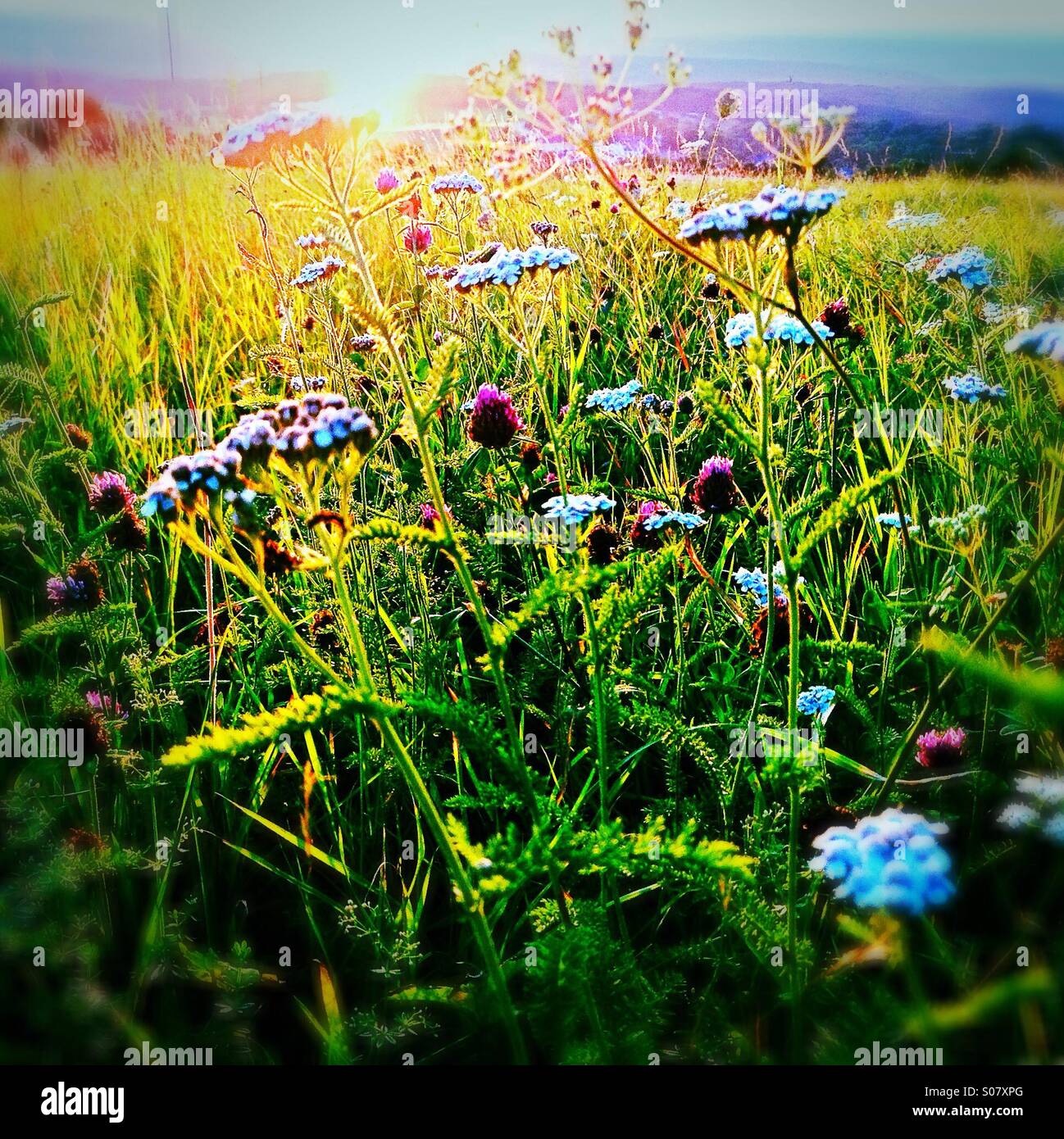 Wild flower summer meadow - Smartphone Captured Stock Image