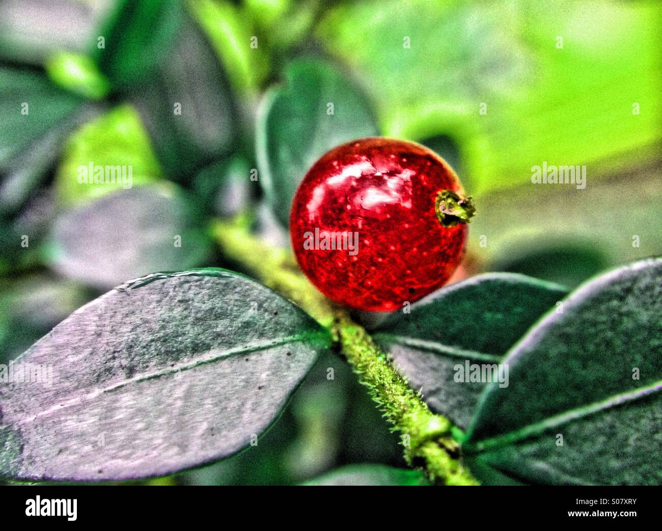 Colour effect on cotoneaster type plant - Smartphone Captured Stock Image