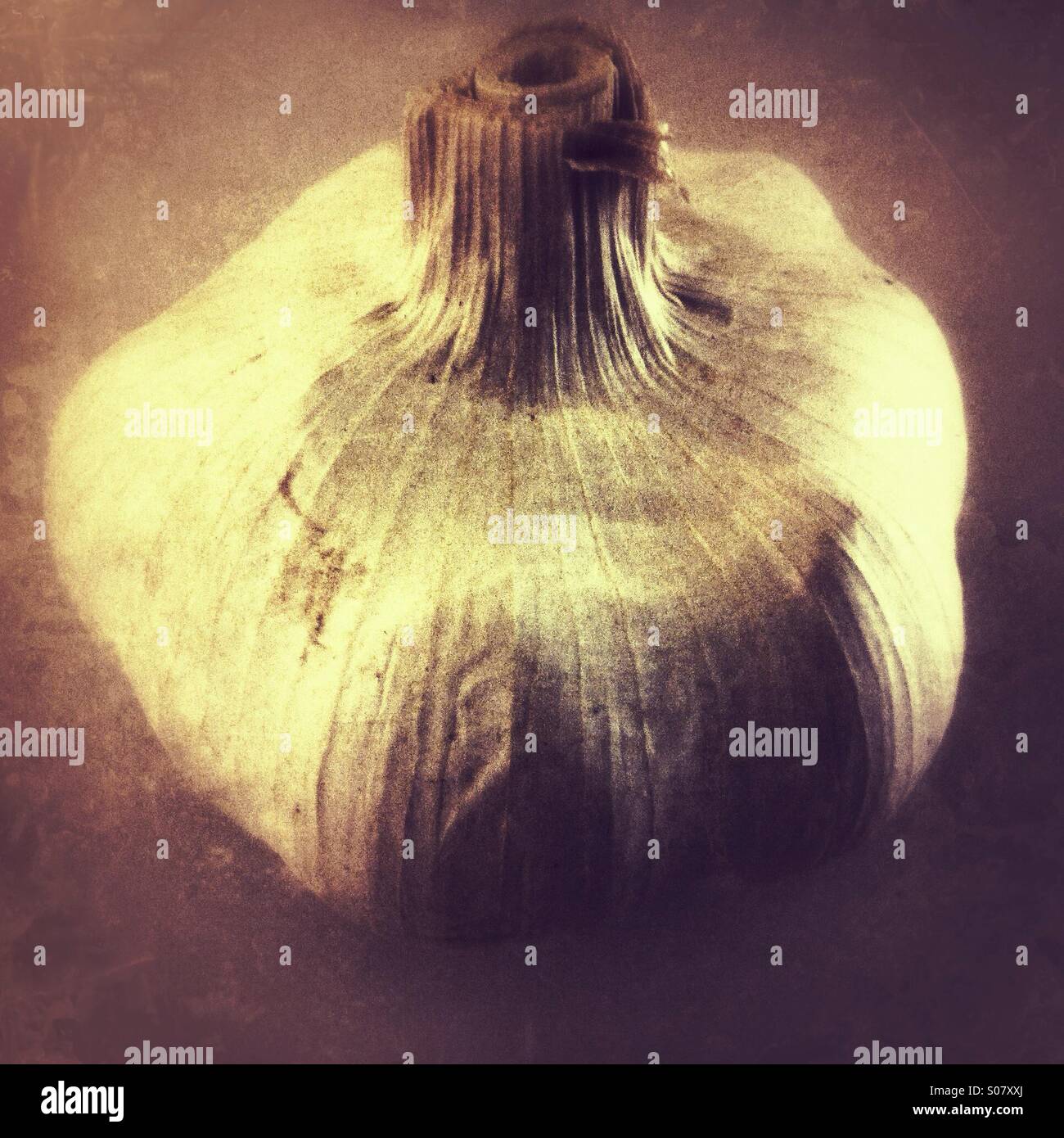 Garlic bulb - Smartphone Captured Stock Image