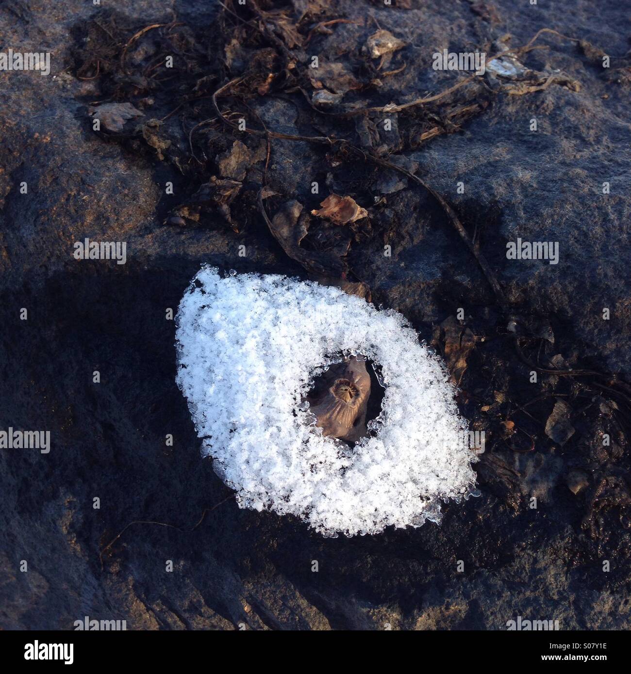 Snow on rock - Smartphone Captured Stock Image