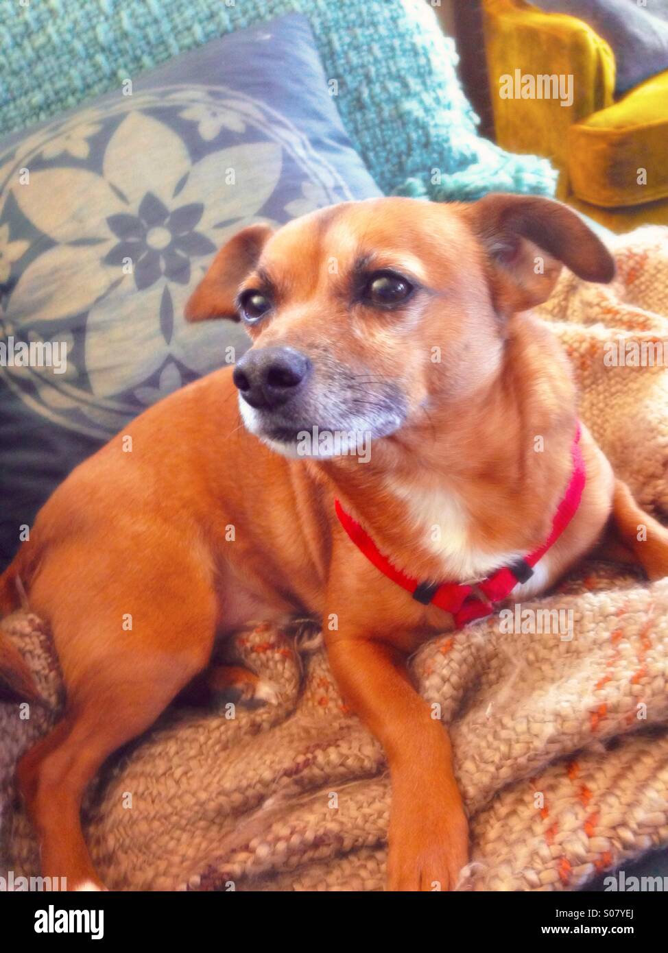 Miniature pinscher chihuahua hi res stock photography and images