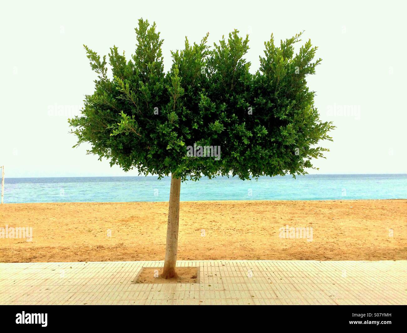 A lone tree on the beach at Altea Spain on the Mediterranean Coast - Smartphone Captured Stock Image
